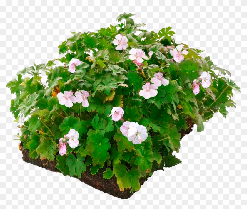 Kant En Klare Bodembedekkers Clipart