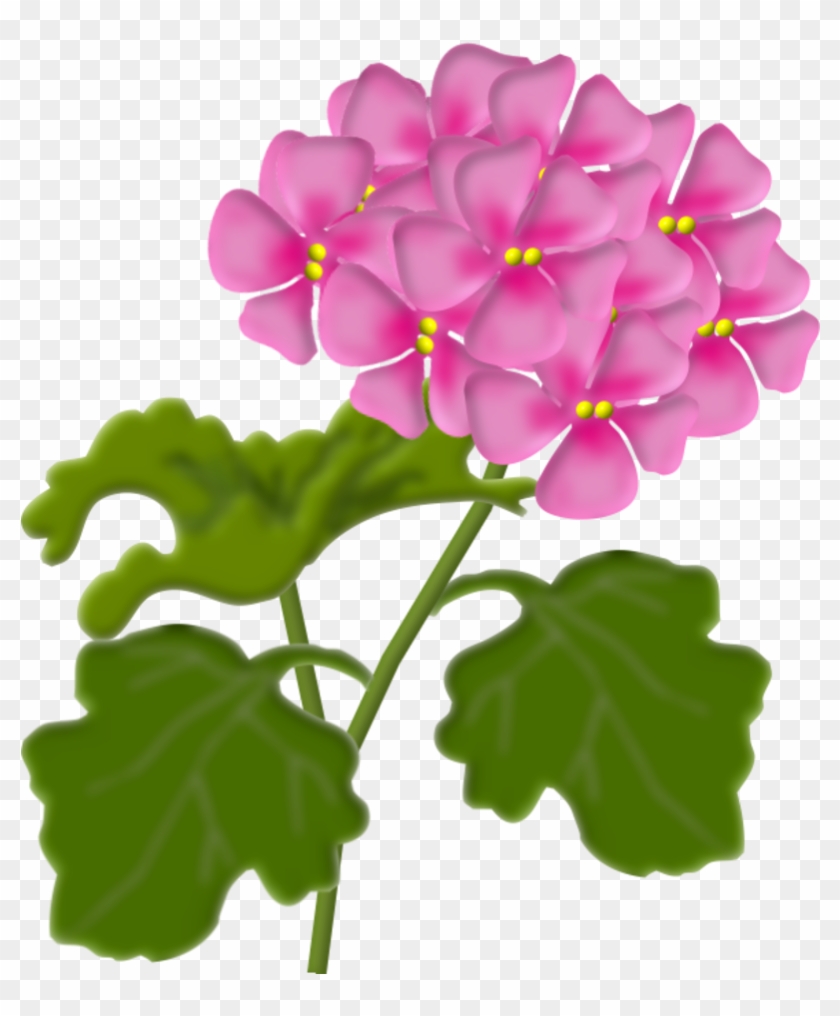 Geranium Png Clip Art Flowers Pinterest Geraniumpng - Clip Art Transparent Png