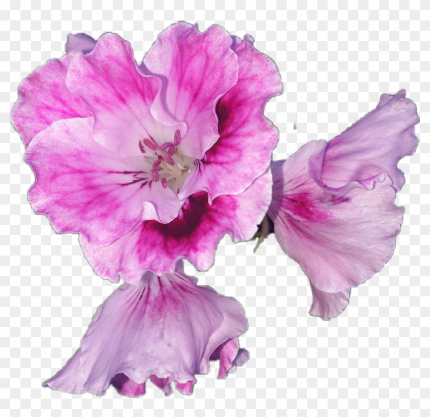 #flower #bloom #pelargonium #regal #geranium #nature - Hibiscus Clipart #5236473