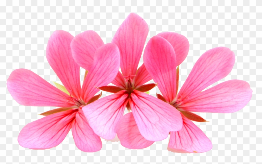 Single Geranium Flower) - Geranium Clipart #5237101