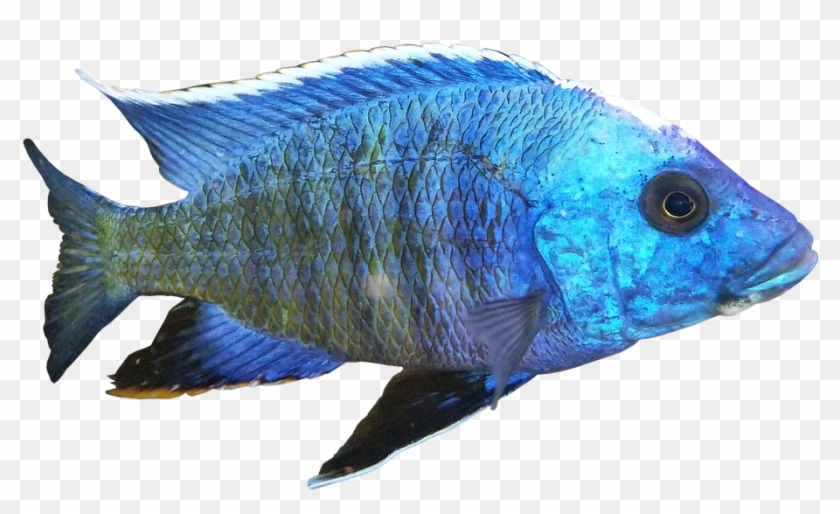 African Cichlid Transparent Png Clipart