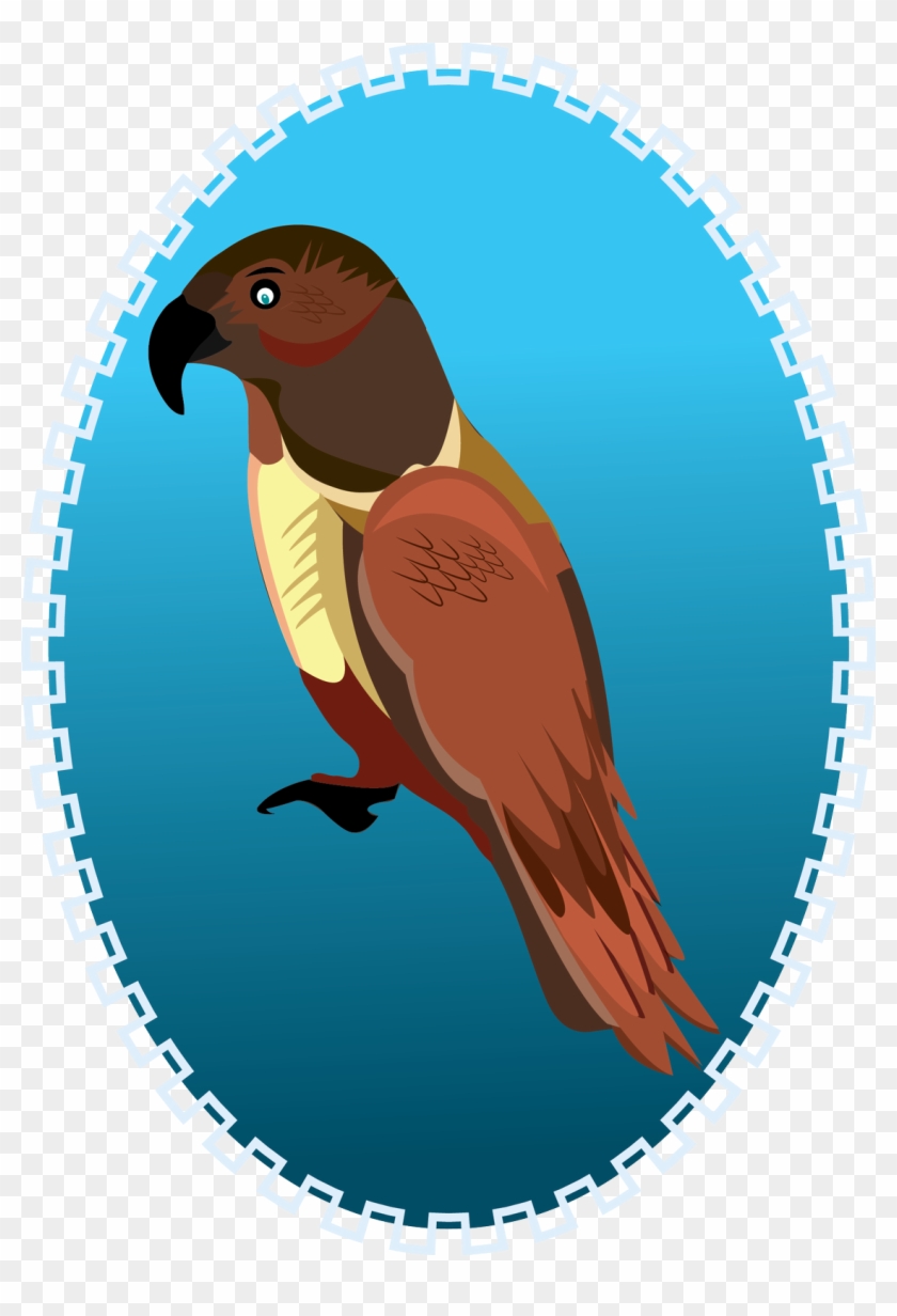 Illustration By Julia Singh - Macaw Clipart #5237659