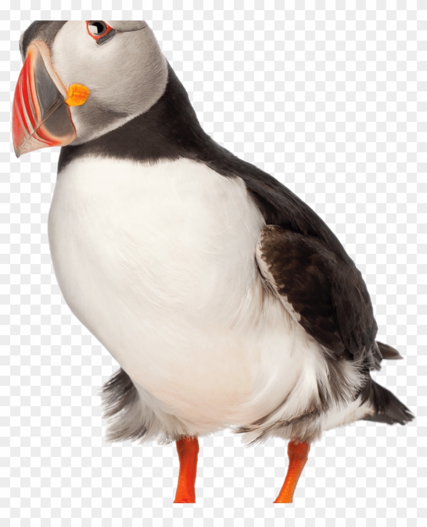 Adult Puffin - Puffin Photo No Background Clipart
