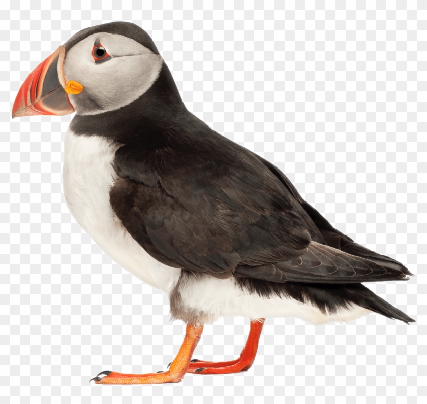 Animals - Puffins With White Background Clipart