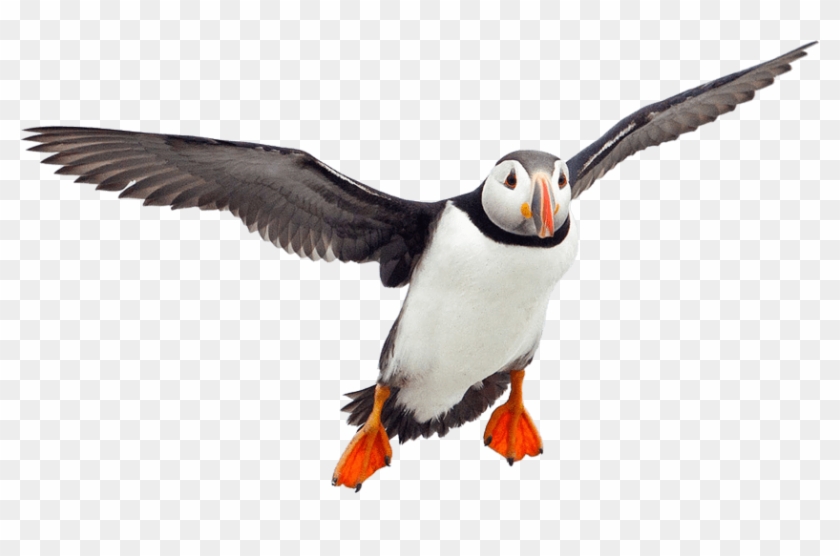 Animals - Puffins - Puffin Png Clipart