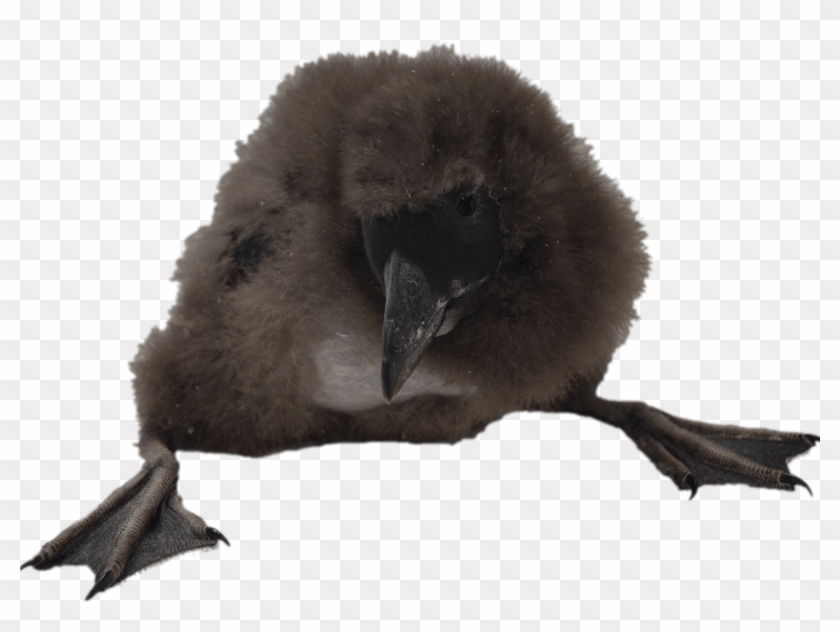 Animals - Puffins - Water Bird Clipart #5239446