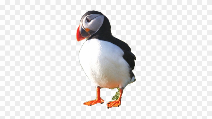 Bing Puffin Usethis Cute Usethissticker - Atlantic Puffin Clipart #5239568
