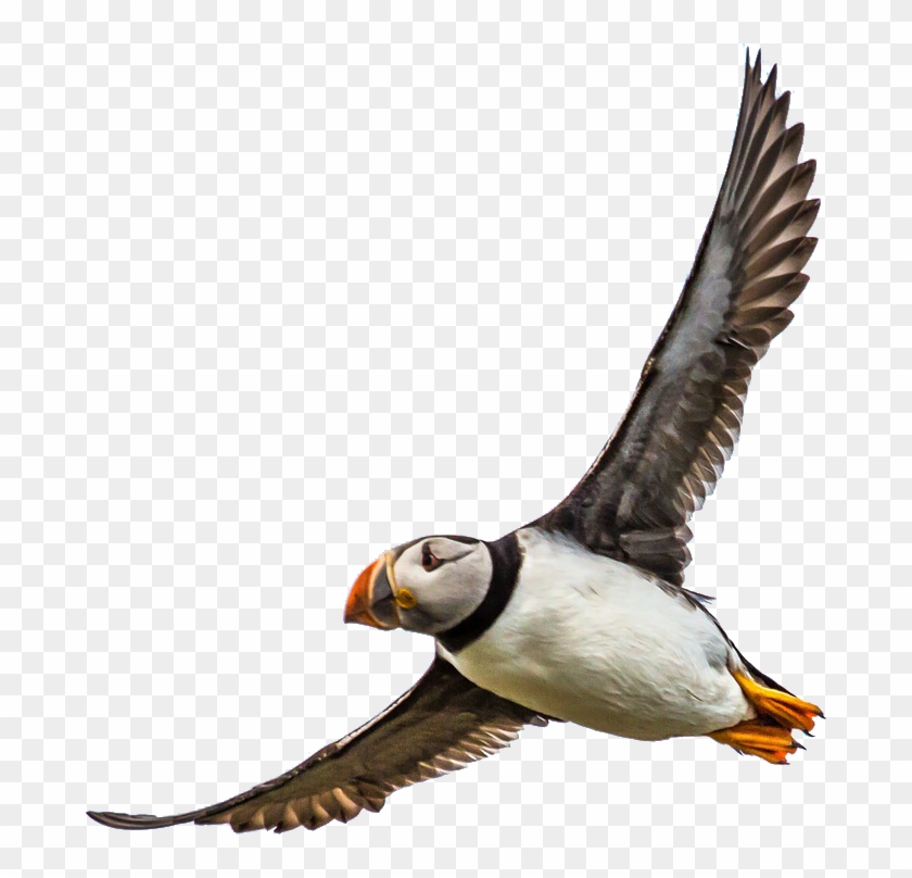 Atlantic Puffin Clipart