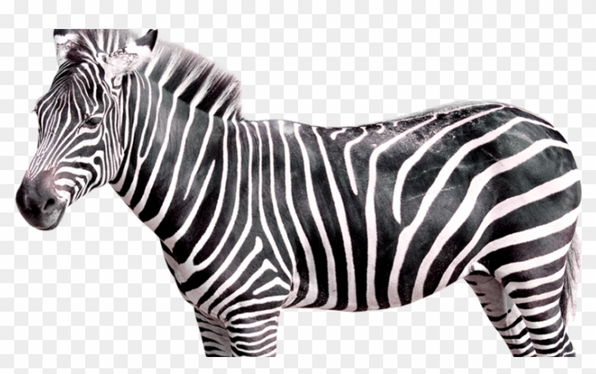 Zebra Featured Image Web - Transparent Zebra Png Clipart #5239785