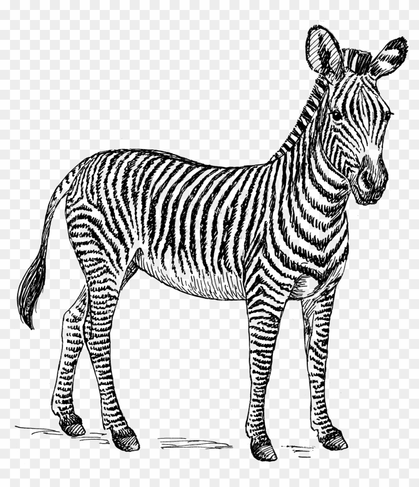 Zebra Png High-quality Image - Zebra Clip Art Black And White Transparent Png