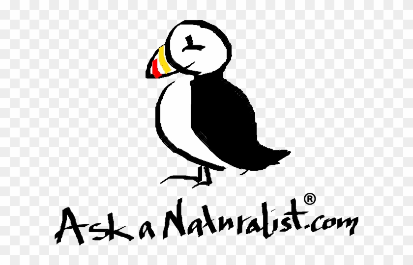 Puffin Logo Transparent - Puffin Clipart #5239910