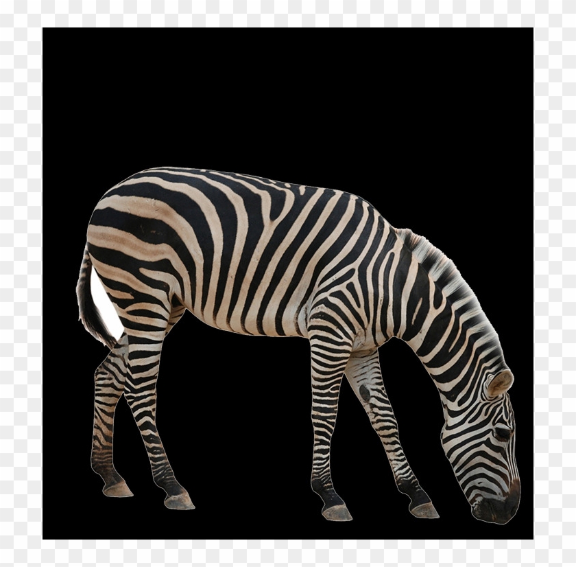 حمار وحشى Png Clipart #5240156