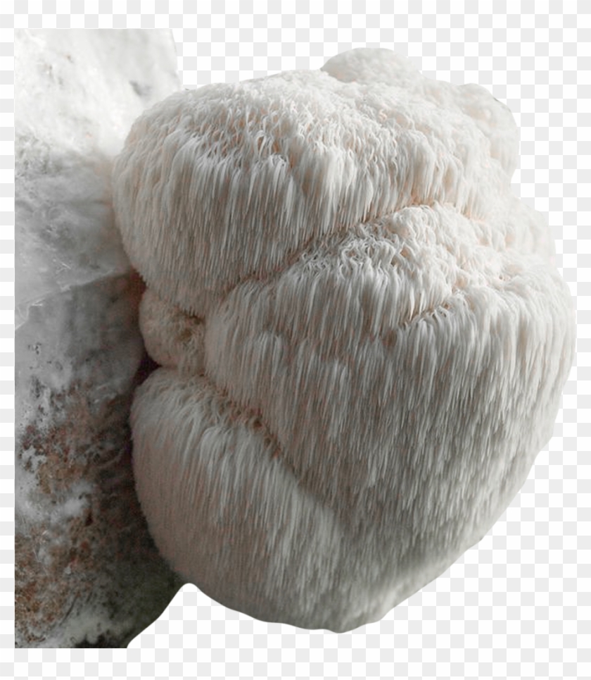 Grow Your Own Lion's Mane Mushroom Kit - Hericium Erinaceus Clipart #5240258
