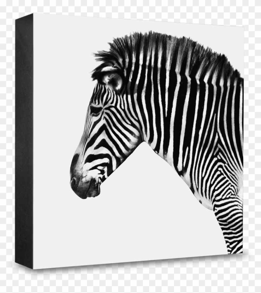 Zebra - > - Zebra Clipart #5240629