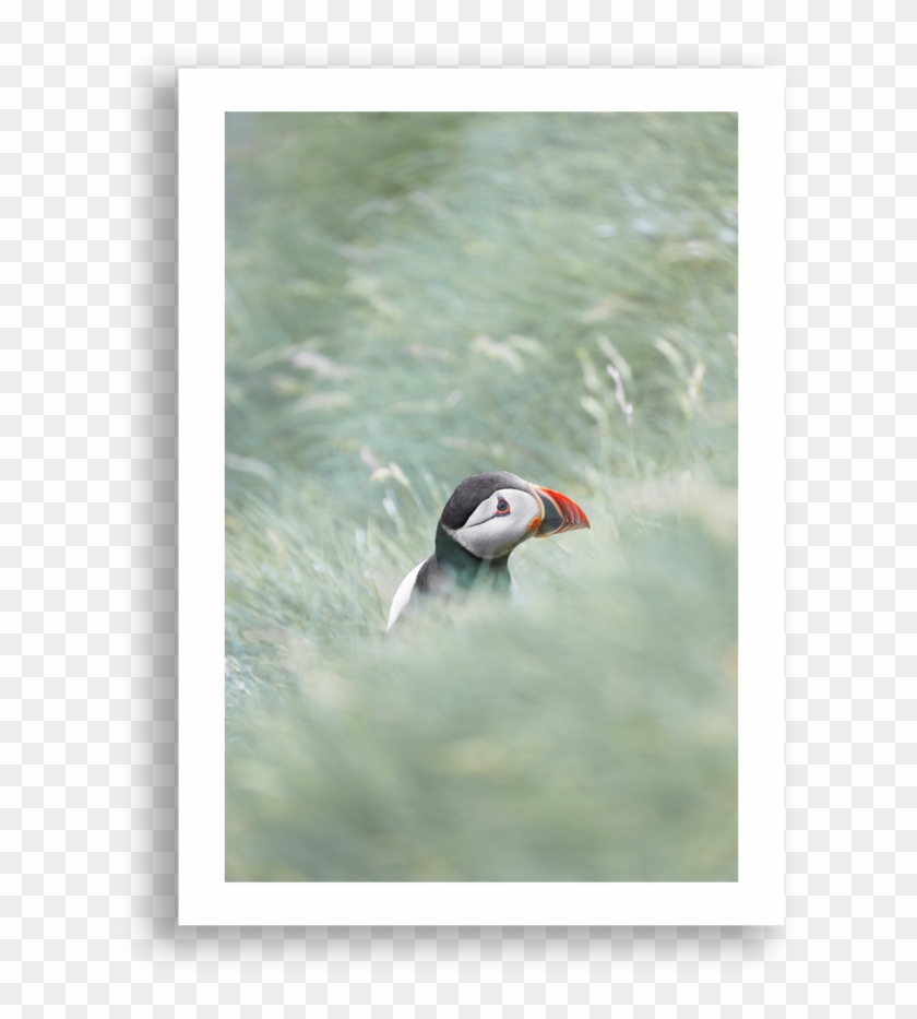 Atlantic Puffin Clipart