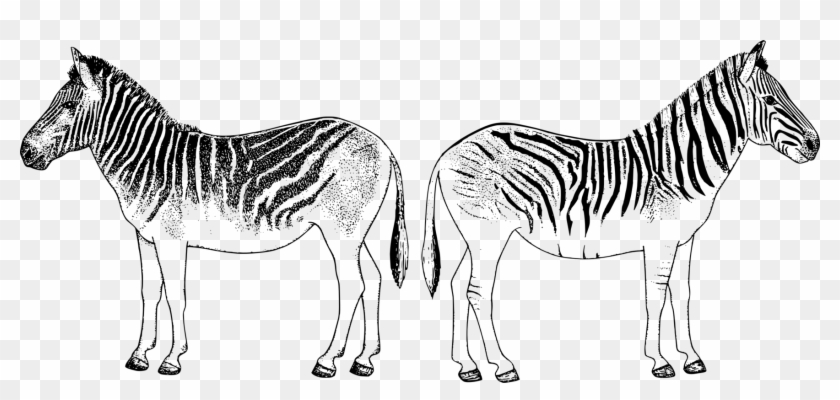 Mule Quagga Zebra Pony Mustang - Zebra Clipart