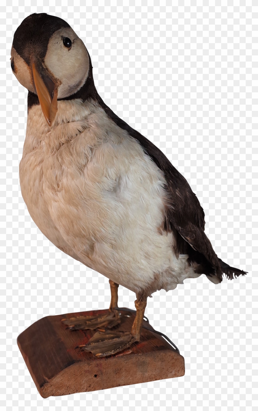 Taxidermy Puffin - Parrot Clipart #5240992