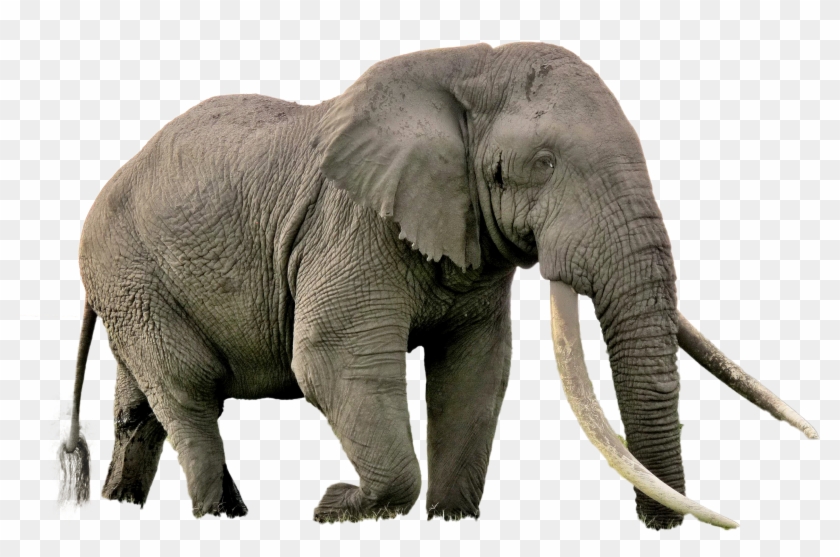 Elephant Png Image - Endangered Species Elephants Clipart #5242289