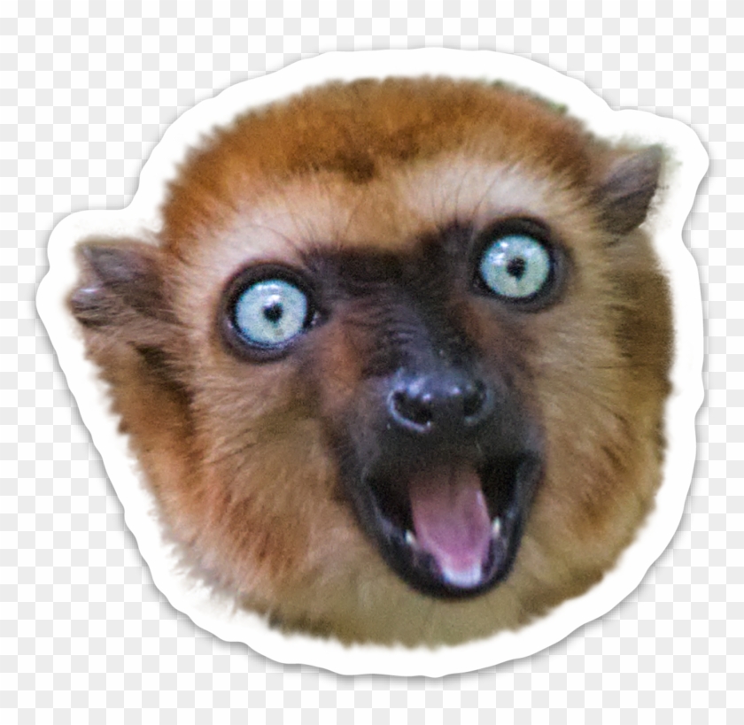 Two-toed Sloth Clipart