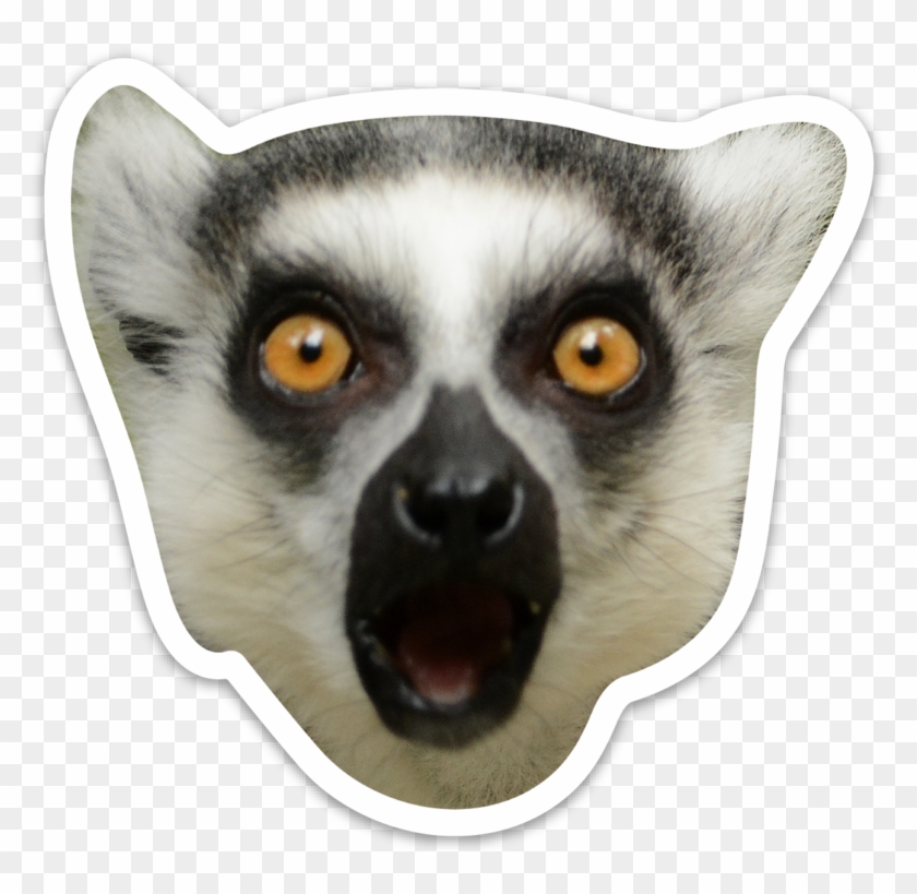 Madagascar Cat Clipart #5244538