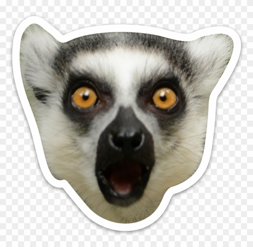 Madagascar Cat Clipart