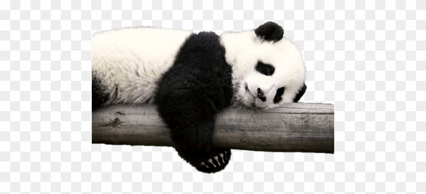 #panda #bear #animals #wildanimals #pandas #blackandwhite - Panda Animal Clipart #5245368