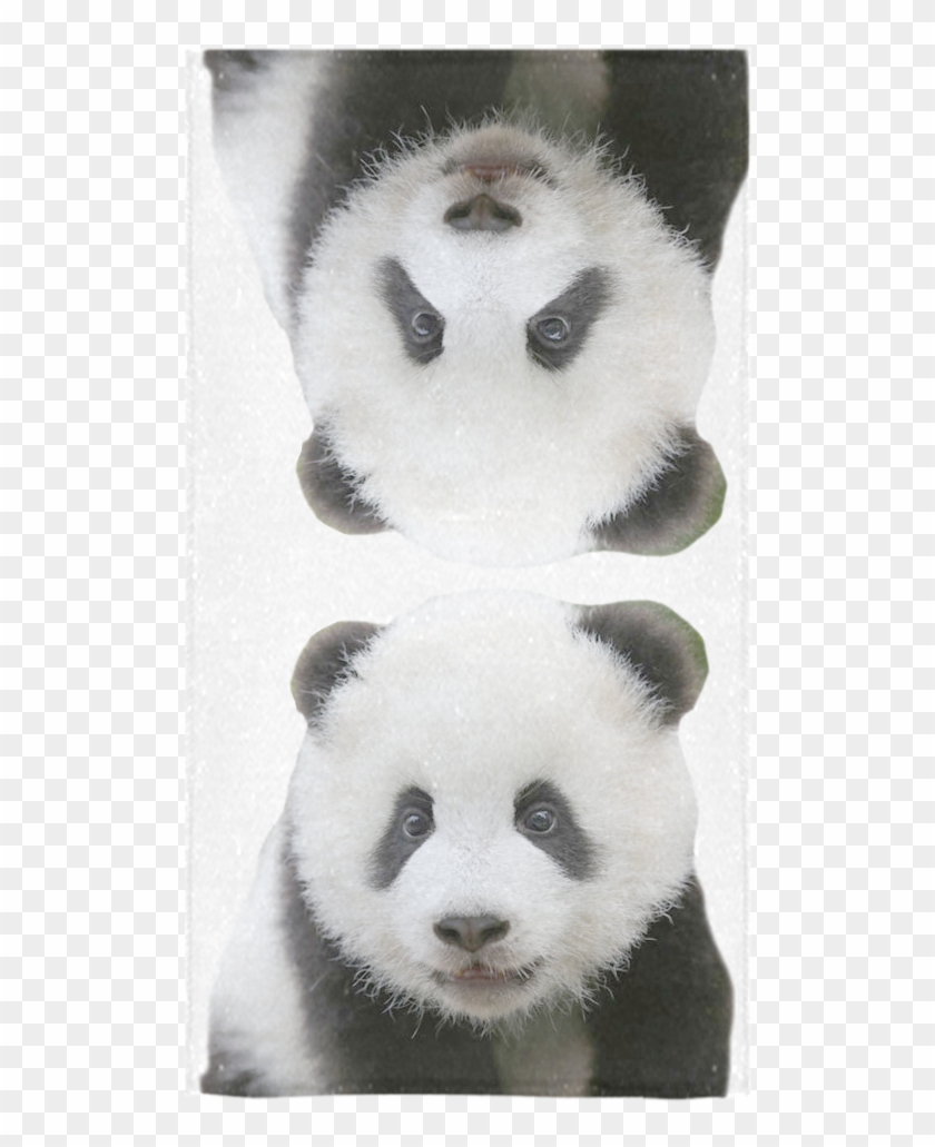 Giant Panda Clipart #5245509