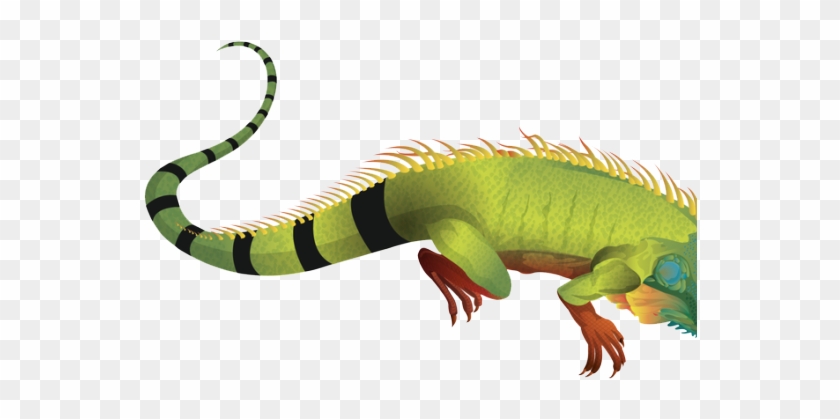 Free On Dumielauxepices Net Real - Iguana Transparent Clipart #5249571