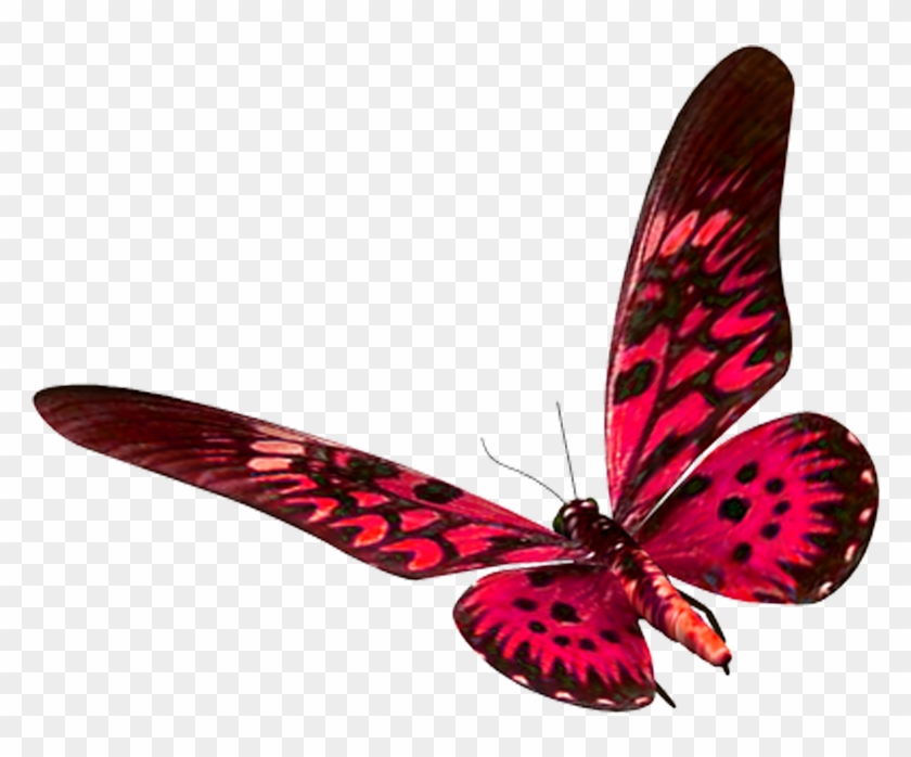Mariposa De Color Rojo Clipart #5251900