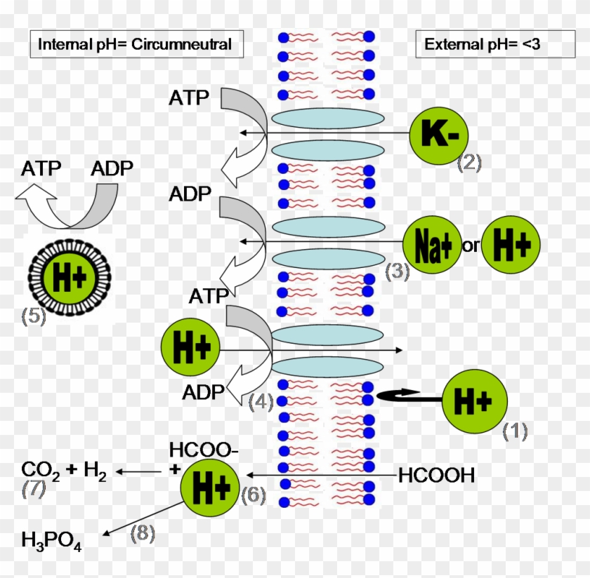 Methods Of Ph Homeostasis And Energy Generation In - Membrane Potential Bacteria Clipart #5253735