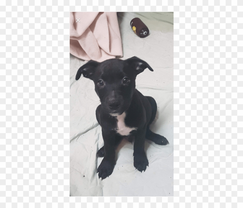 Photo Of Oscar ~ Staffy X Border Collie - Treeing Feist Clipart