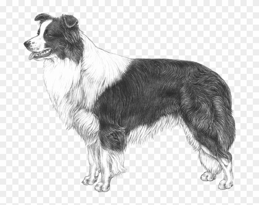 Border Collie - Border Collie Standard Clipart