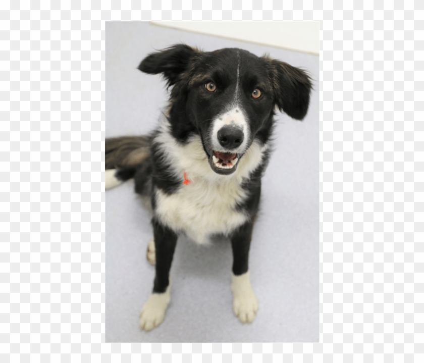 Sweetest Girl Ever - Border Collie Clipart