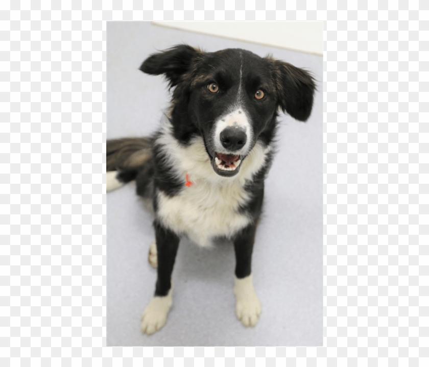 Sweetest Girl Ever - Border Collie Clipart #5256782