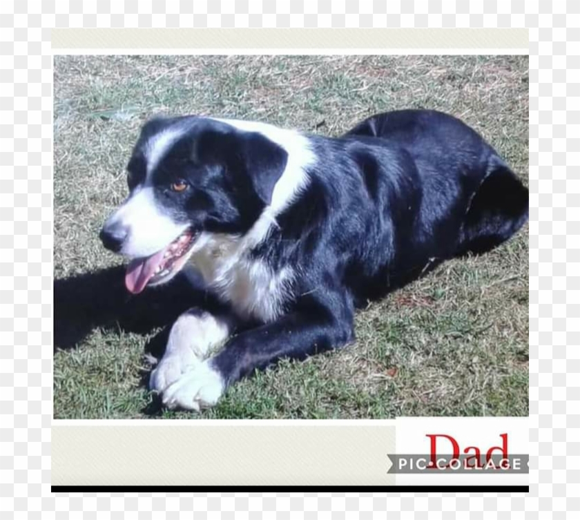 Border Collie X Koolie Pups - Australian Collie Clipart #5257070