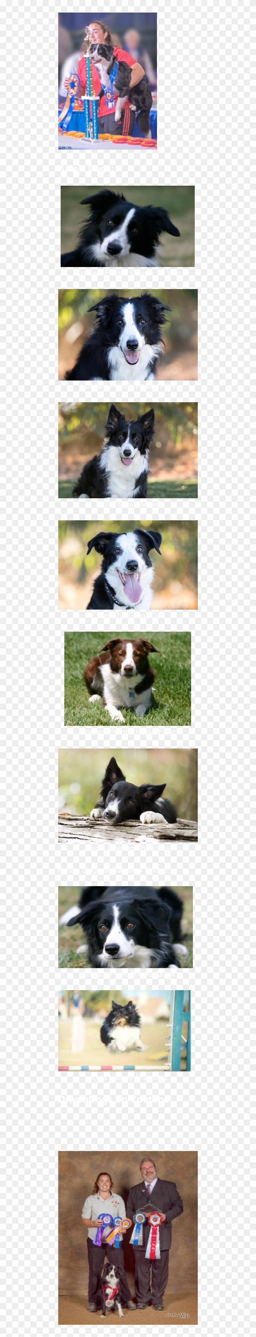 ￼ Contact Point's Driven To Win ￼ Contact Point's Power - Bernese Mountain Dog Clipart #5257190