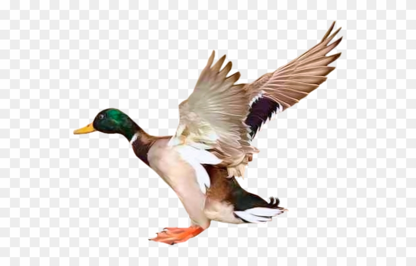 Утка, Перелетная Птица, Летящая Утка, Duck, Migratory - Canard Tube Clipart #5257377