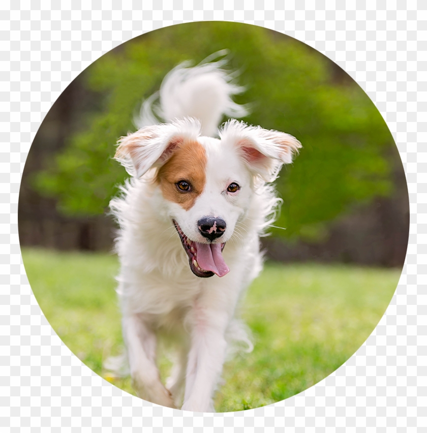Border Collie - Companion Dog Clipart #5257526