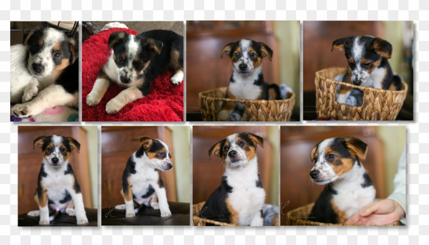 If You Have An Approved Northern California Border - Companion Dog Clipart