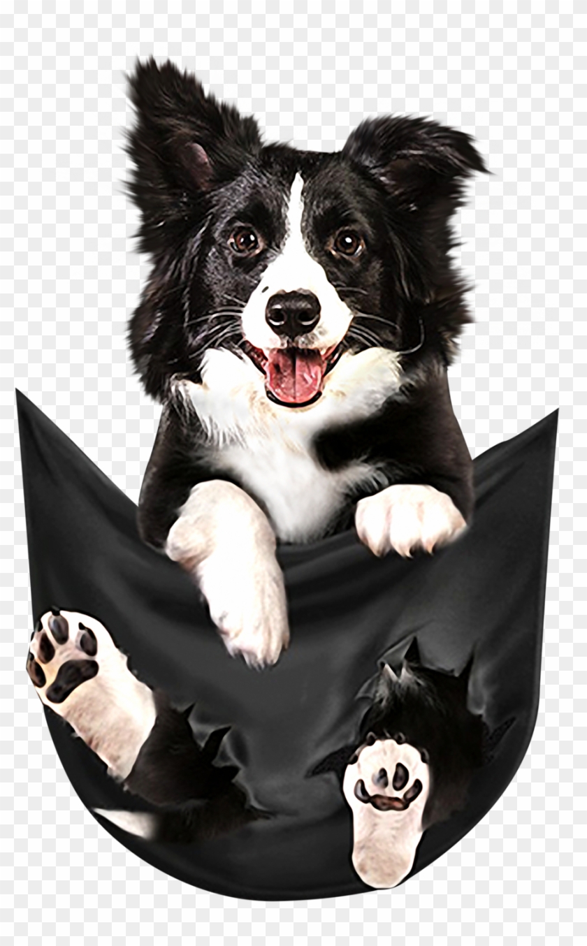 border collie jumper