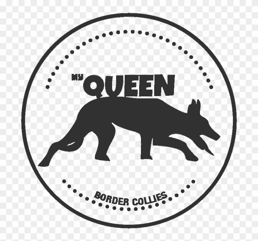 My Queen Border Collies - Coyote Clipart #5257990