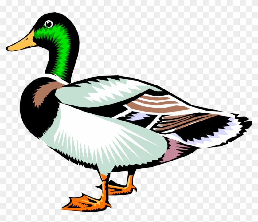 Vector Illustration Of Male Mallard Duck Bird - Duck Clipart - Png Download