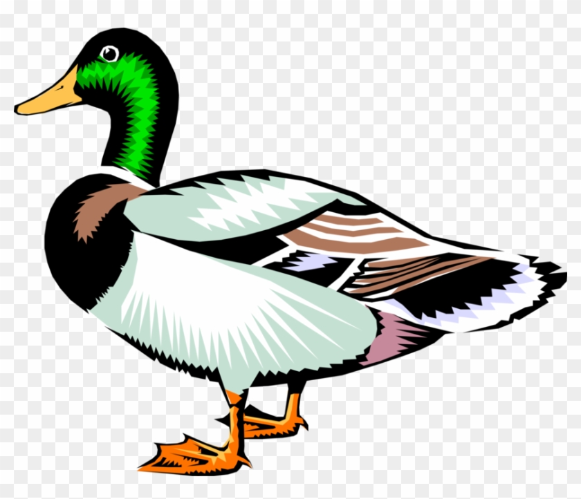 Vector Illustration Of Male Mallard Duck Bird - Duck Clipart - Png Download #5258206