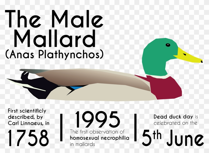Mallard Clipart #5258315