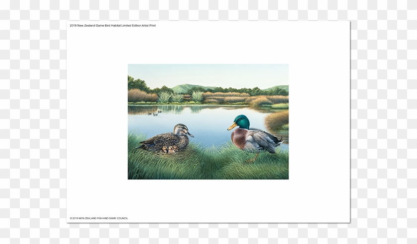 2018 Game Bird Habitat - Mallard Clipart