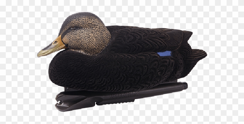 Avian-x Oversized Black Duck 6 Pack - Black Duck Decoys Clipart
