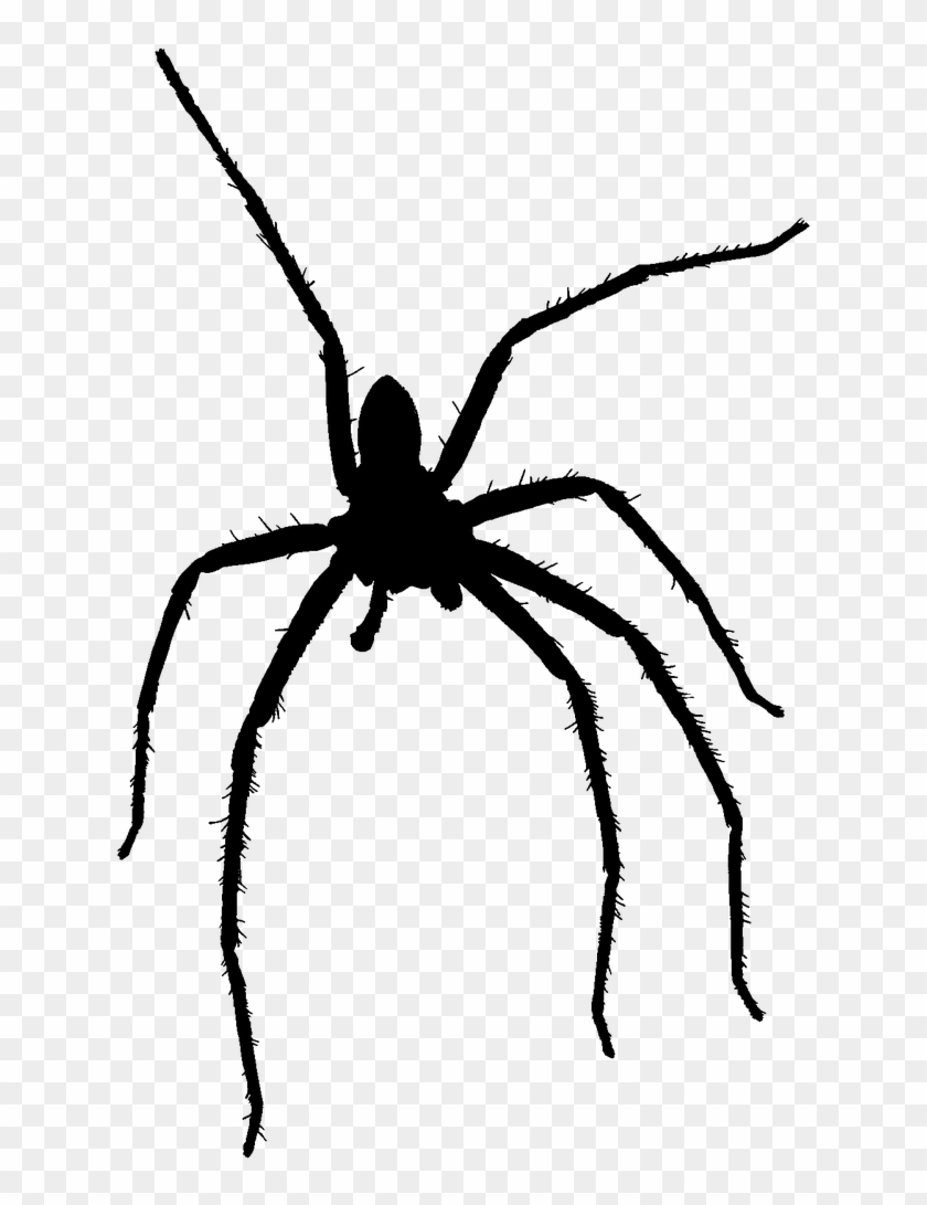 Pictures, Free Photos, Free Images - Wolf Spider Clipart #5259560