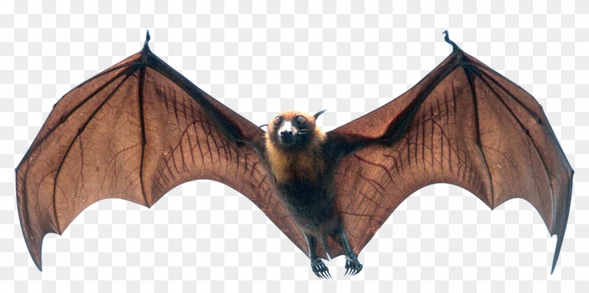 Under-graduates, Spread Your Wings - Fledermäuse Grafik Clipart