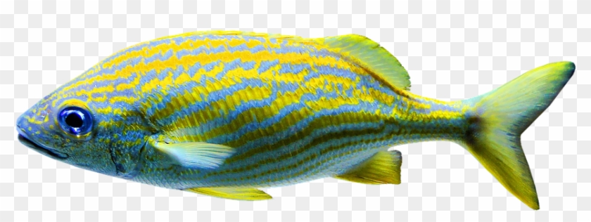 Isolated, Aquariums, Fish, Salt Water - Snapper Clipart