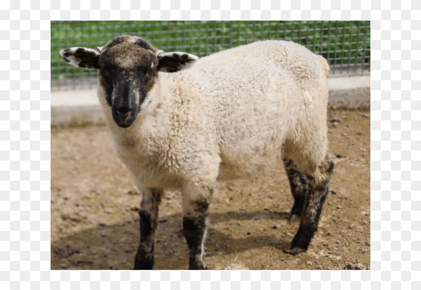 Frodo - Sheep Clipart